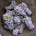 BD17: Red Burgundy 6-Pack