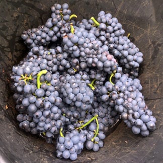 BD17: Red Burgundy 6-Pack