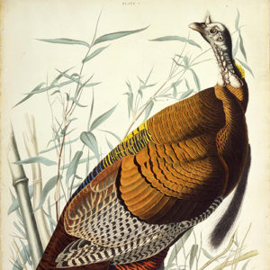 Thanksgiving: Dinner Case