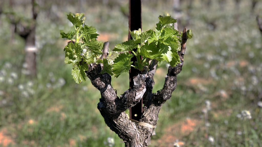 The Best CôtesduRhône in the Business. 16 Ansonia Wines