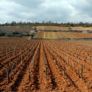 Holiday: White Burgundy Trio