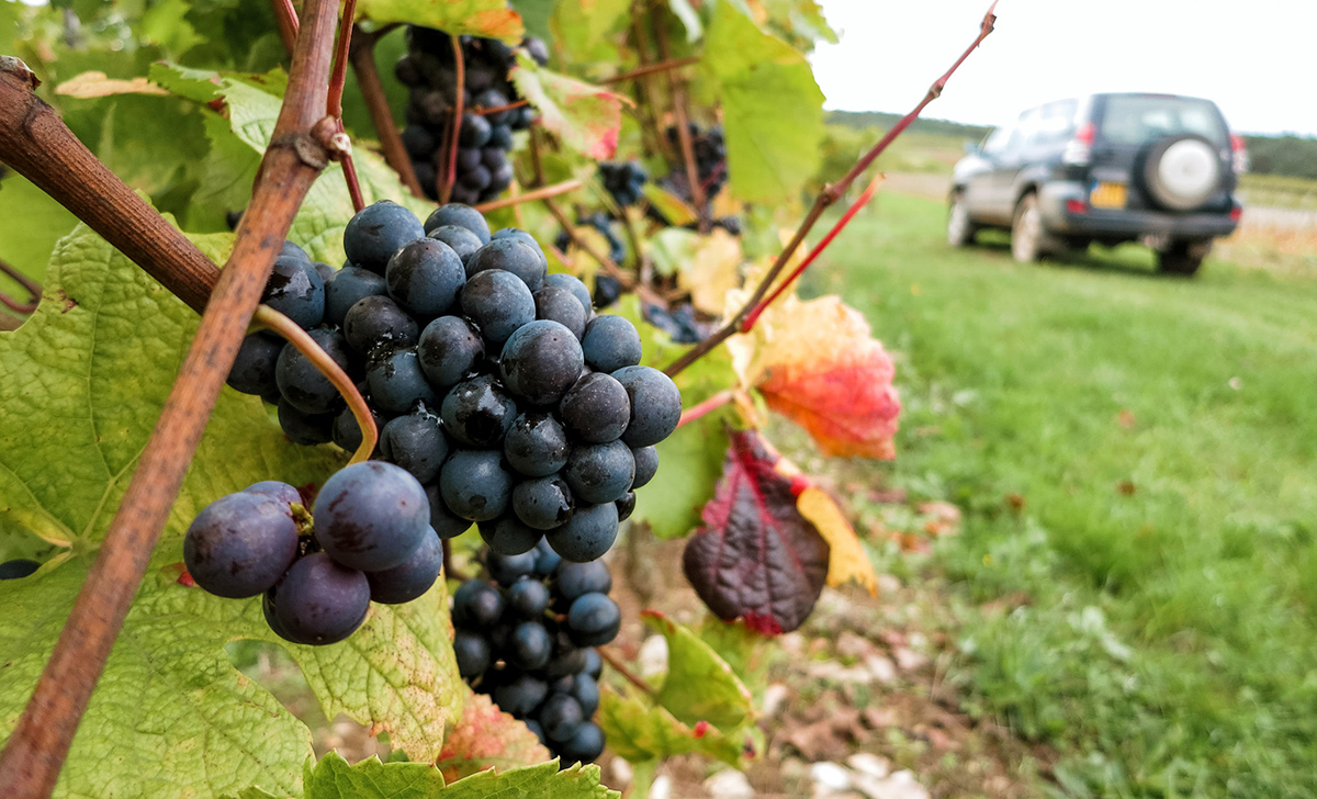 Ansonia Futures September Wines 2021 -