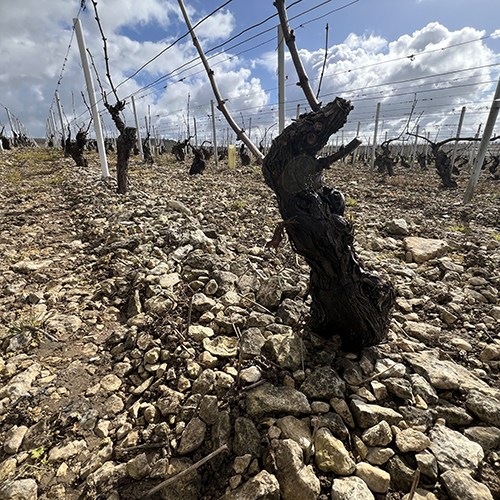 Shop MarchSale - Ansonia Wines