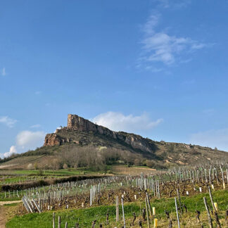 Holiday: Everyday Burgundies Case