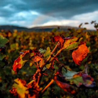 Autumn Red Cellar Stocker